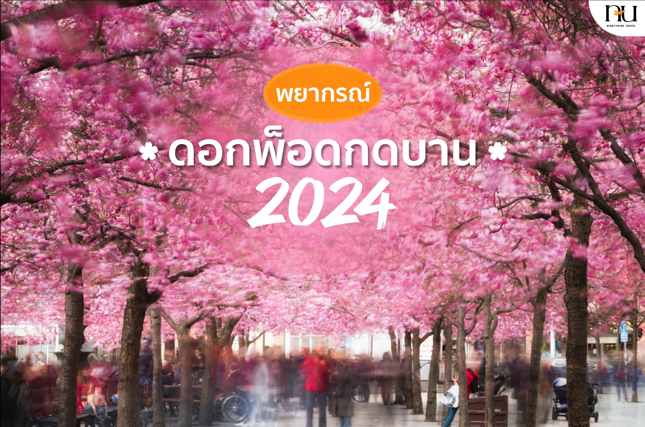 พยากรณ์ดอกพ็อดกดบาน 2024